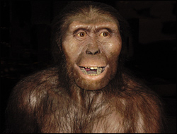Australopithecus afarensis Lucy