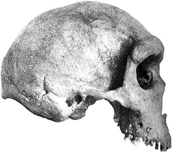 Kabwe skull Homo rhodesiensis