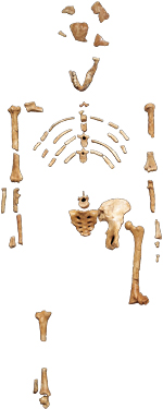 Australopithecus afarensis Skeleton