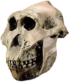 Paranthropus boisei