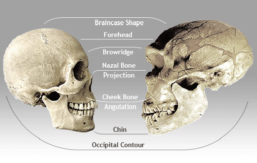 Homo sapiens Modern Humans Homo neanderthalensis Neanderthal Neanderthals