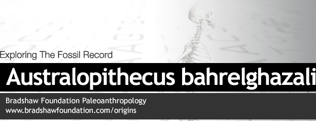 Australopithecus bahrelghazali