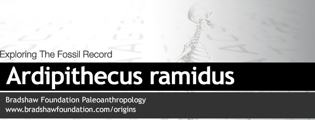 Ardipithecus ramidus