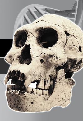 Homo erectus georgicus