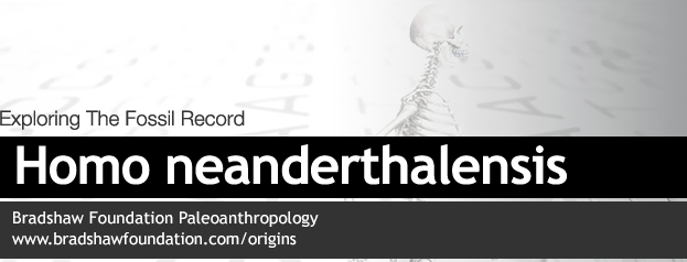 Homo neanderthalensis Neanderthals