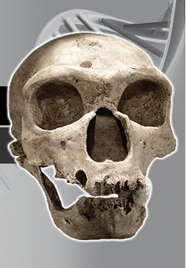 Homo neanderthalensis Neanderthal