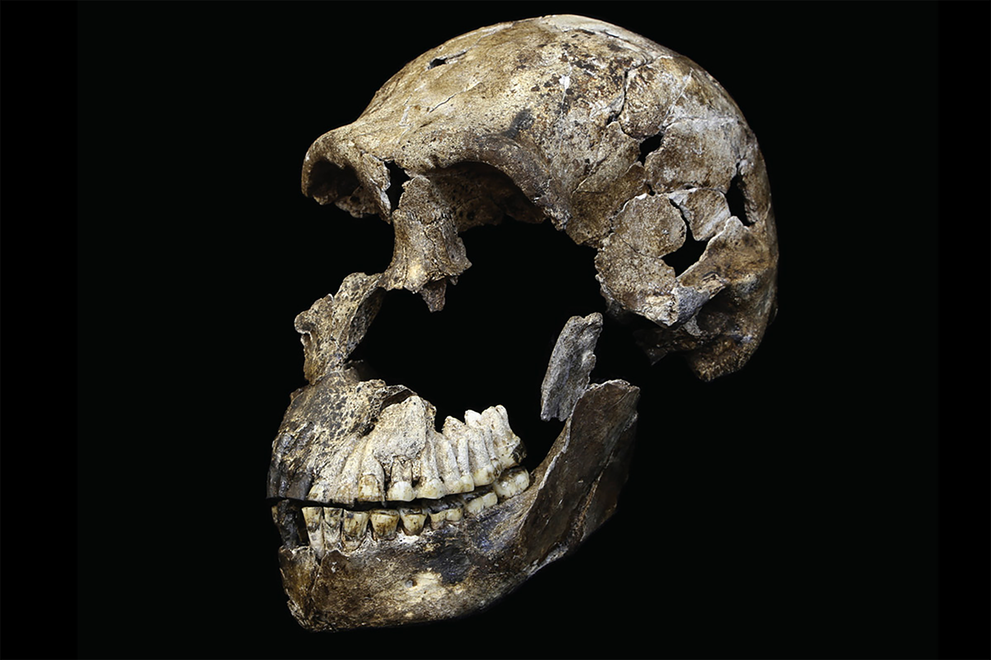The “Neo” skull from the Lesedi Chamber, thought to be an adult male Homo naledi in an unusual context within an alcove space in the chamber.  The bones of his skeleton show sign of having been buried while still covered in flesh. Charcoal dating to c18,000 ybp was discovered in the Lesedi Chamber.