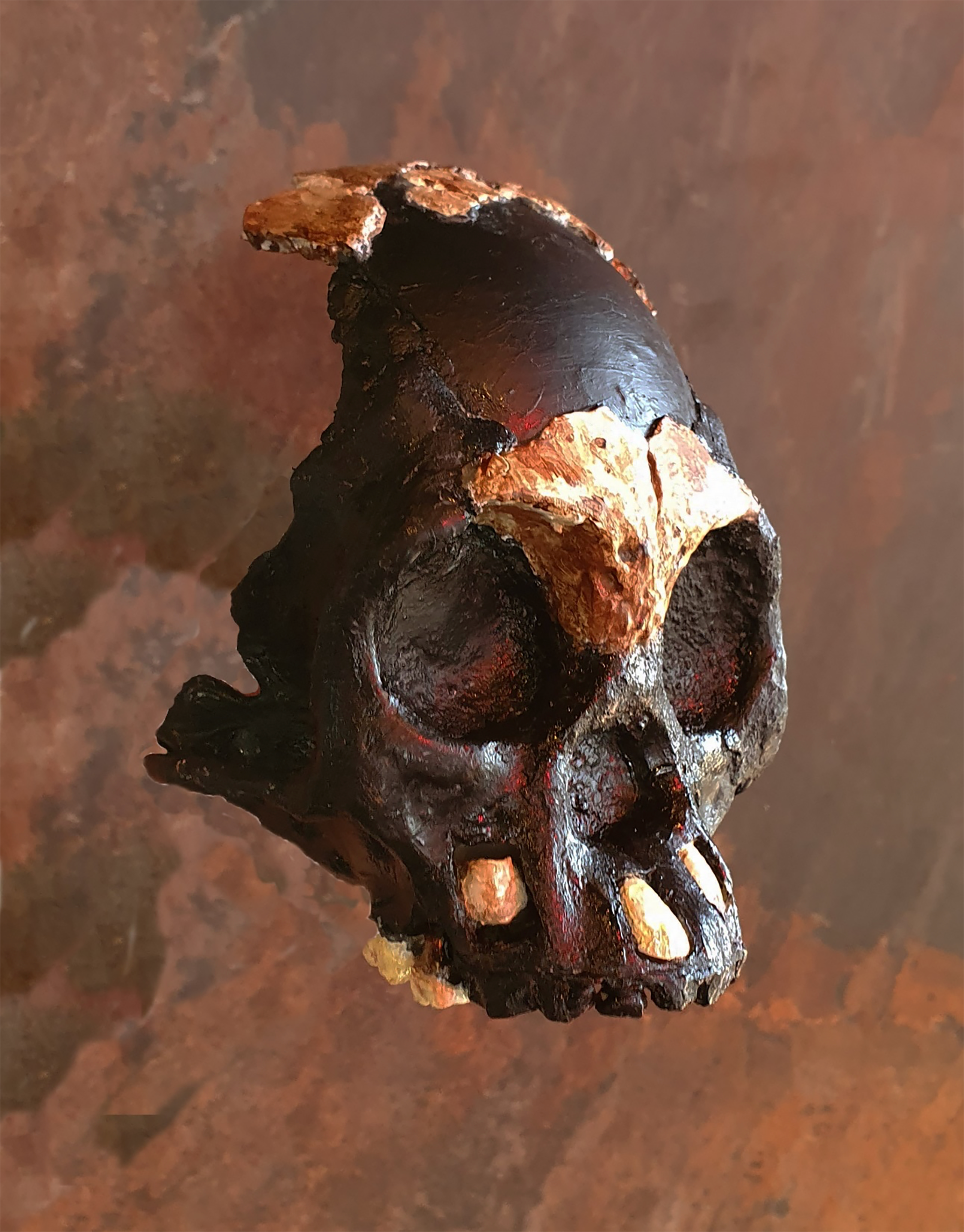 The “Leti” skull is of  young child Homo naledi found in a remote passage of the Dinaledi Subsystem of the Rising Star cave without remains of the body.