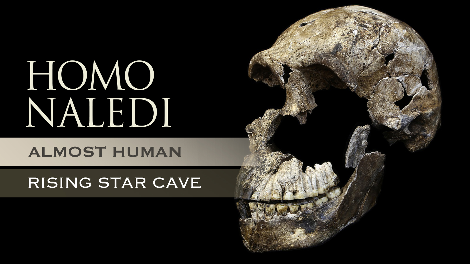 Homo naledi