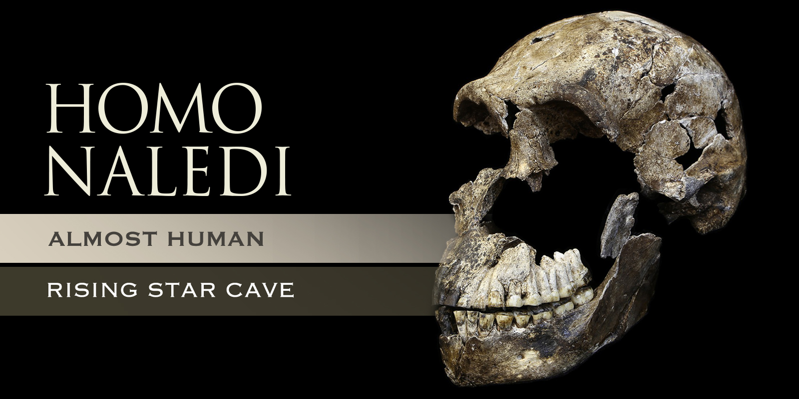 Homo naledi Walked Earth More Recently than Thought