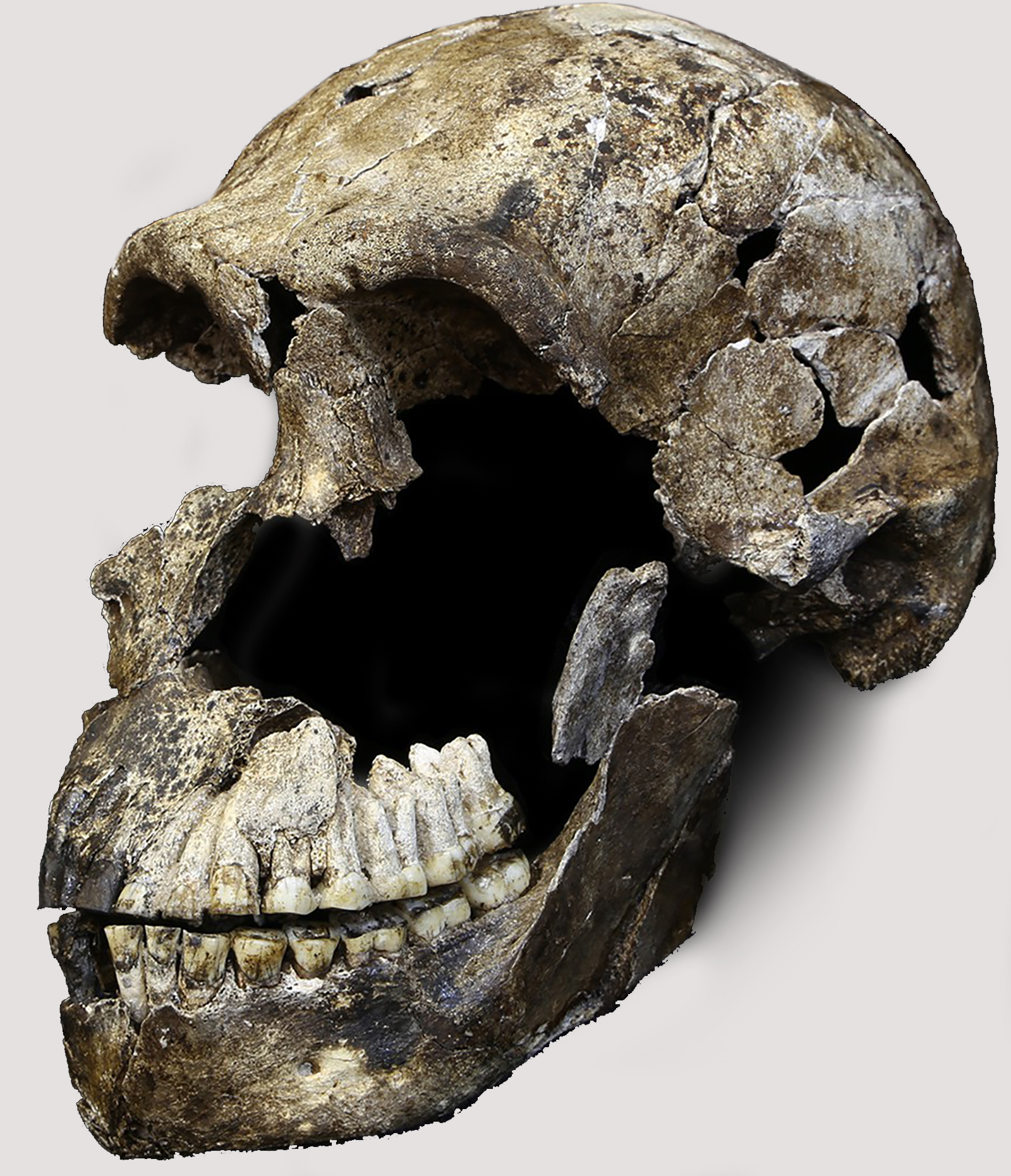 Homo naledi