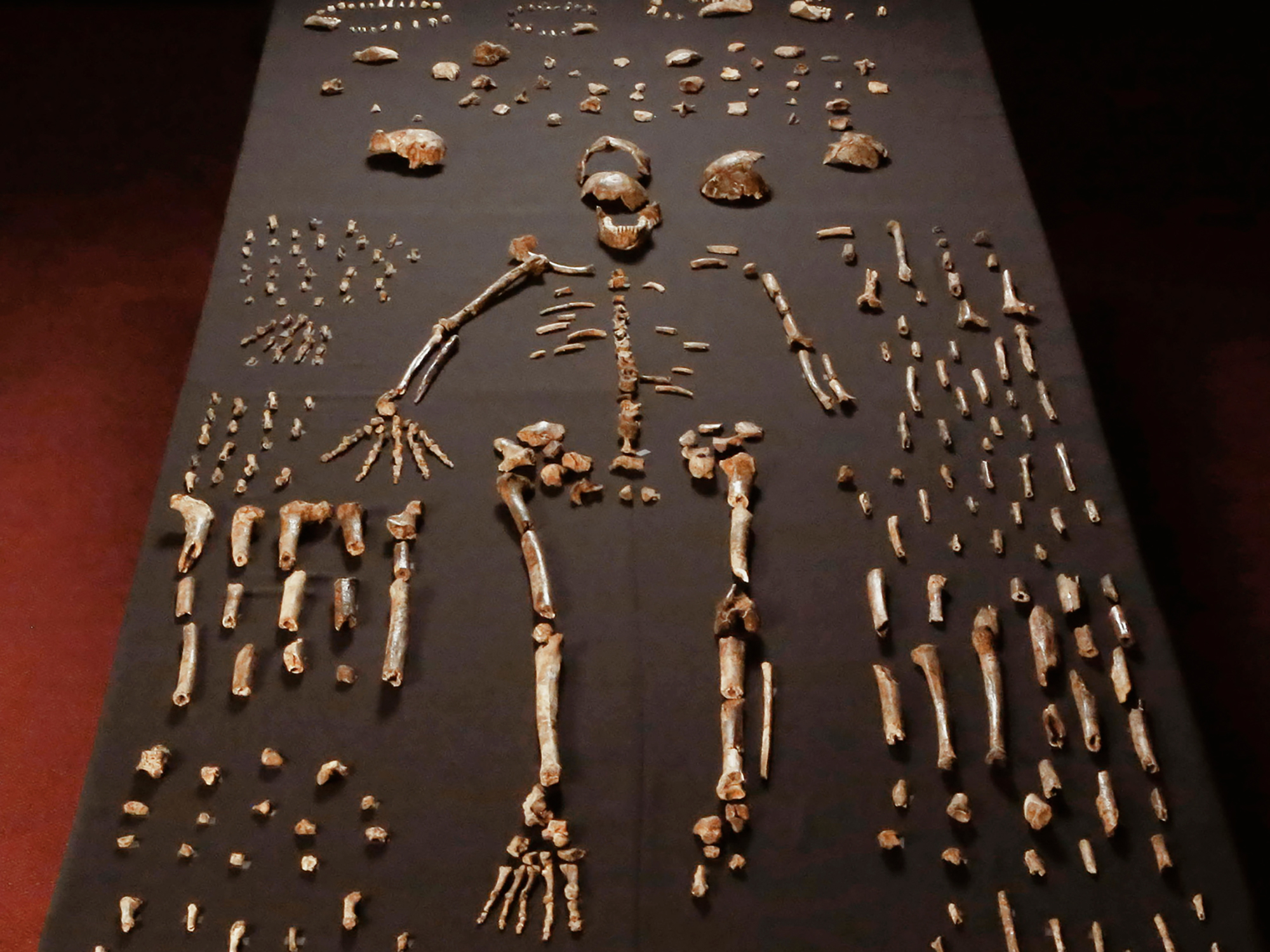 The 737 known elements of Homo naledi