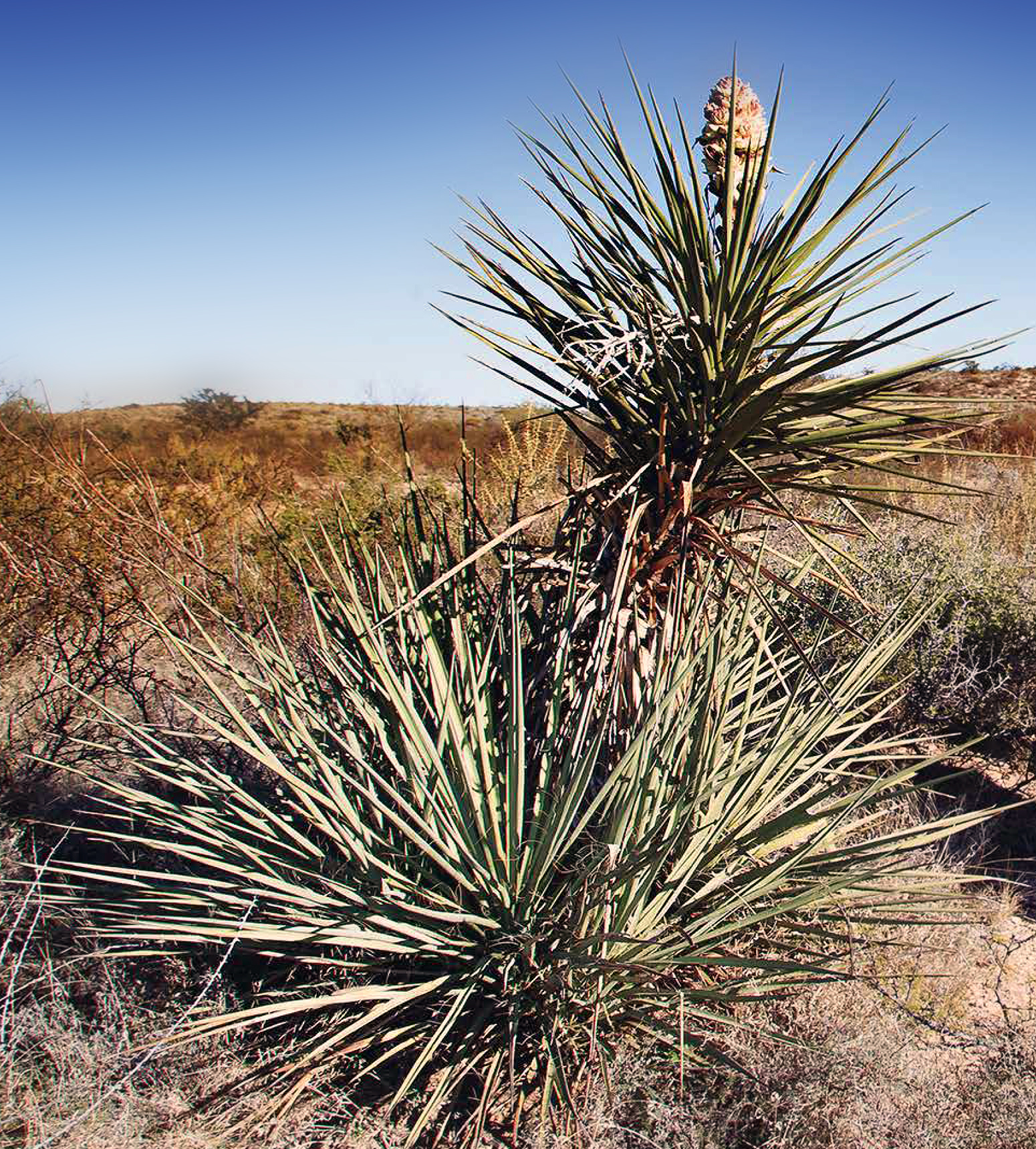 Yucca (Yucca glauca), commonly referred to as soap root