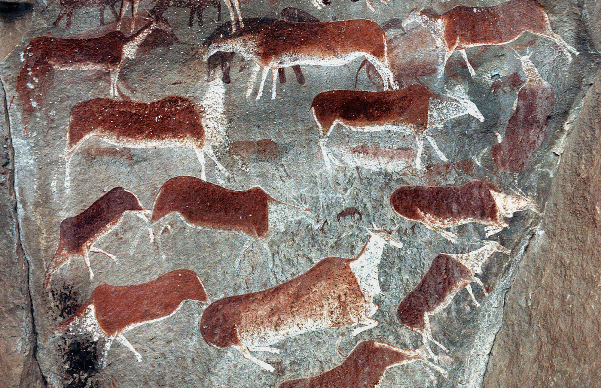 Paintings of shaded polychrome from Bundoran 1. At the top of the panel the eland are superimposed over elephants. The scale is 10cm long.