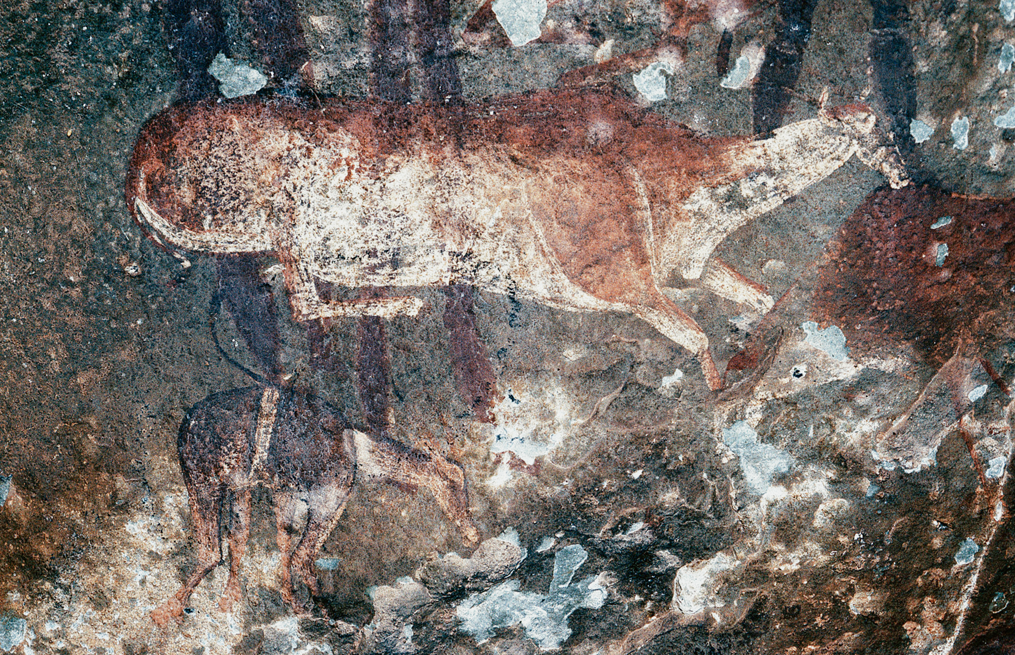 A reclining and a foreshortened shaded polychrome eland from Botha’s Shelter.