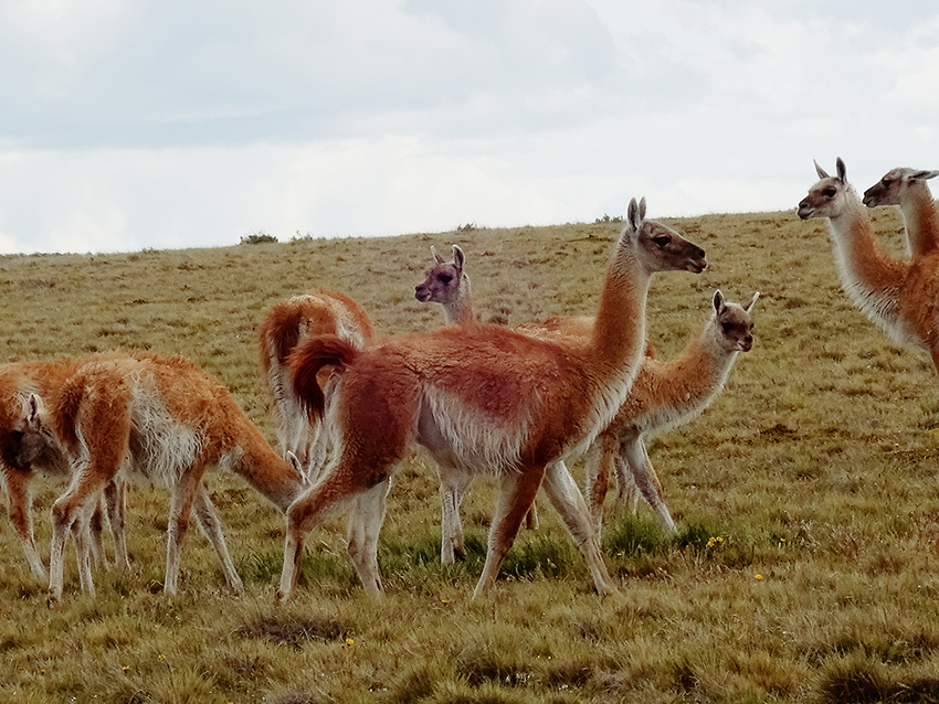 Rock Art Network Guanacos South American wild camelids South America Argentina Chile Archaeology