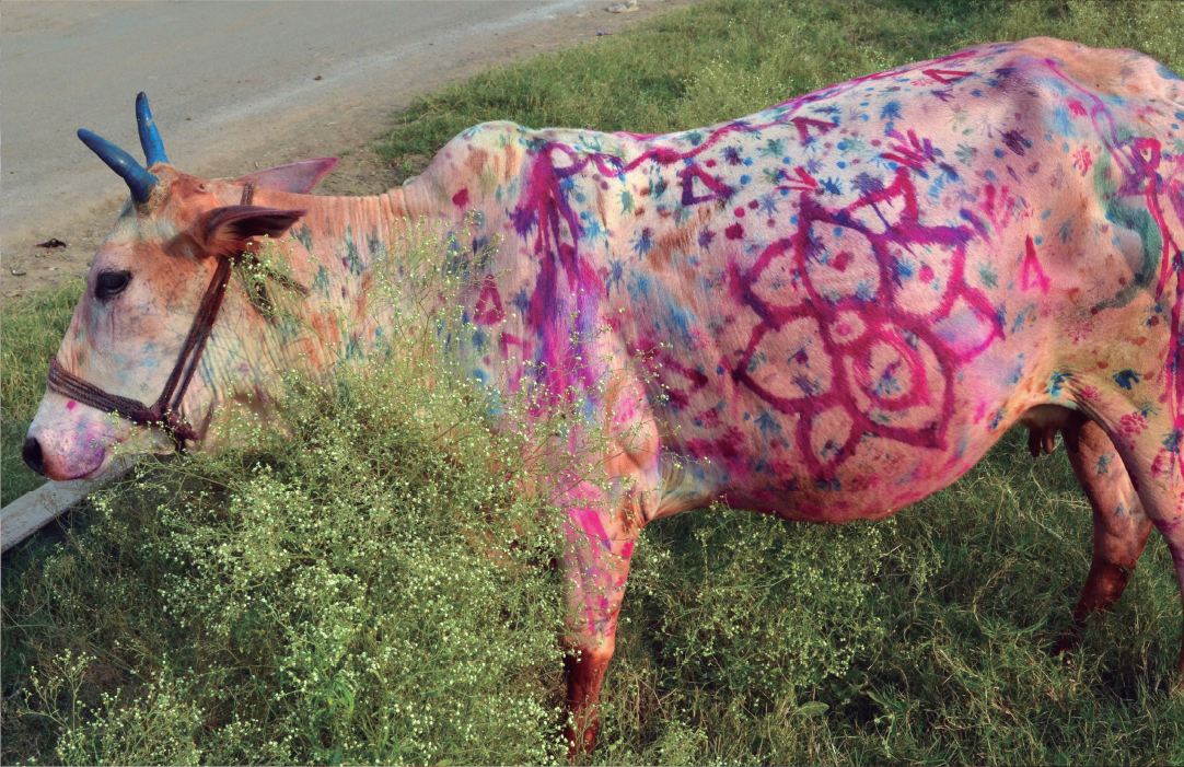 A cow with its body covered over with a number of designs in various colors: dots, stars, fingermarks, small triangles, a wavy line like a snake along its spine, a big auspicious motif on it side