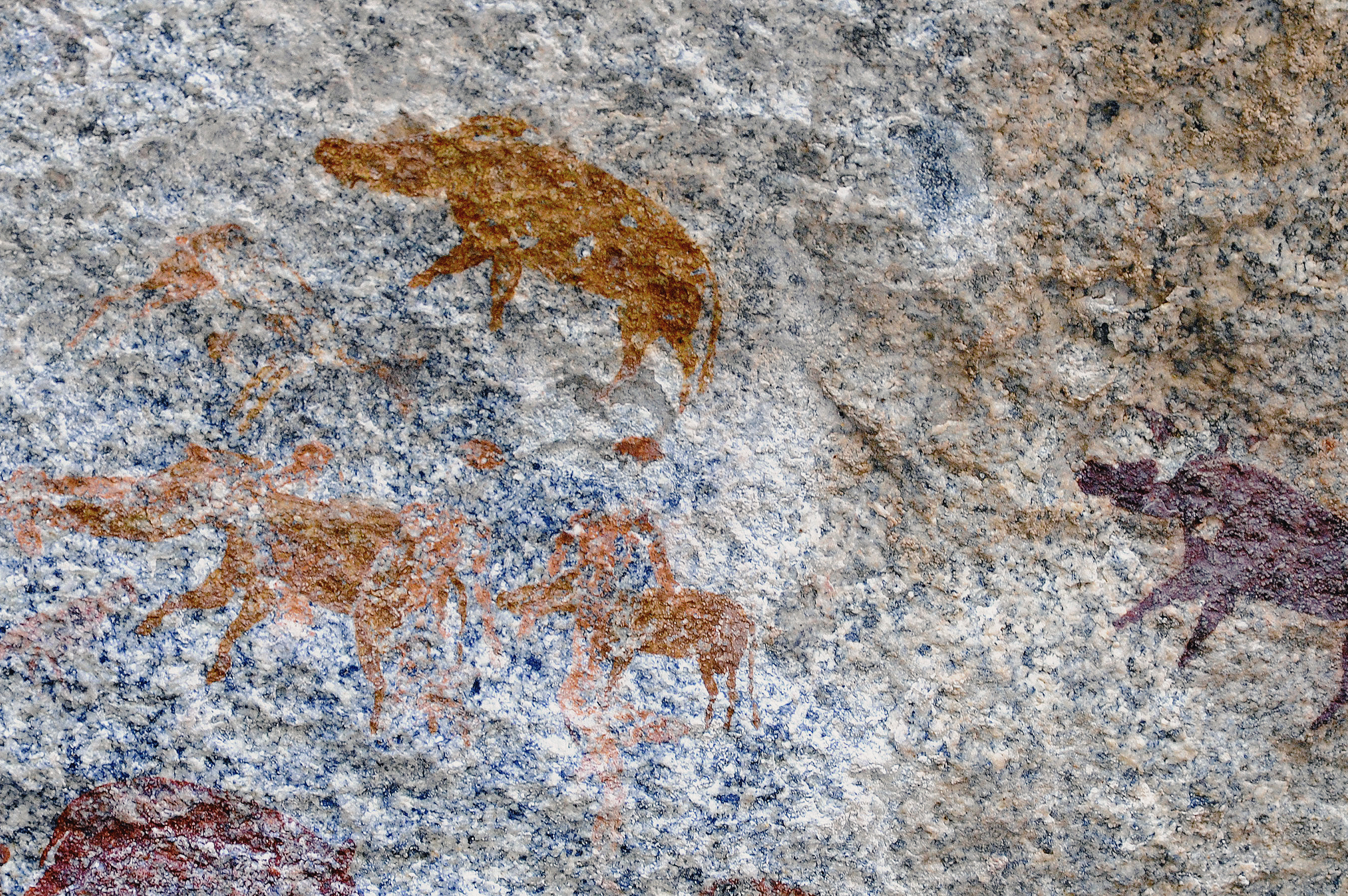 Bushpigs Rock Art Markwe Cave Zimbabwe Africa Archaeology
