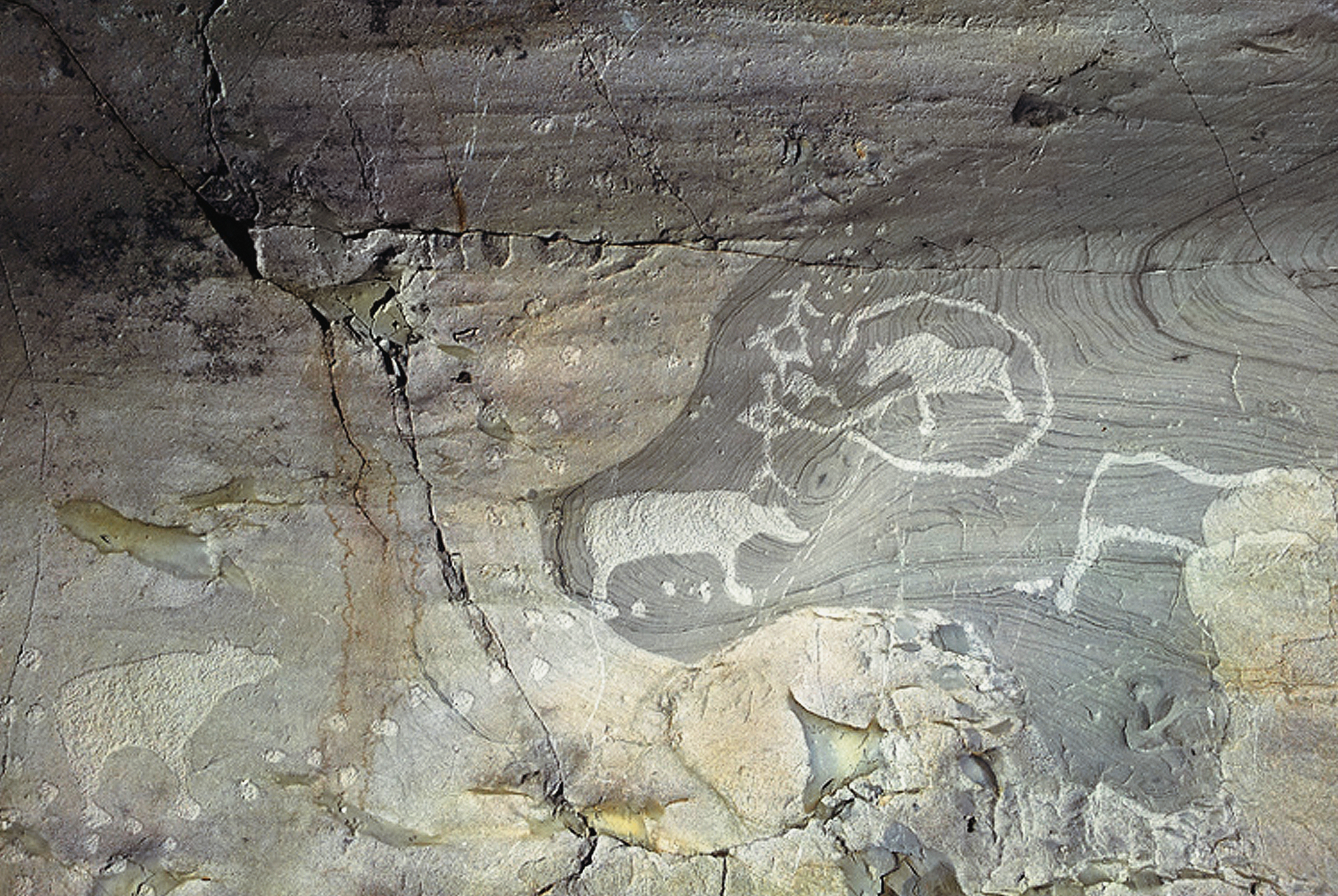 Bear in the rock - digitally enhanced Rock Art Alta Norway UNESCO World Heritage Museum