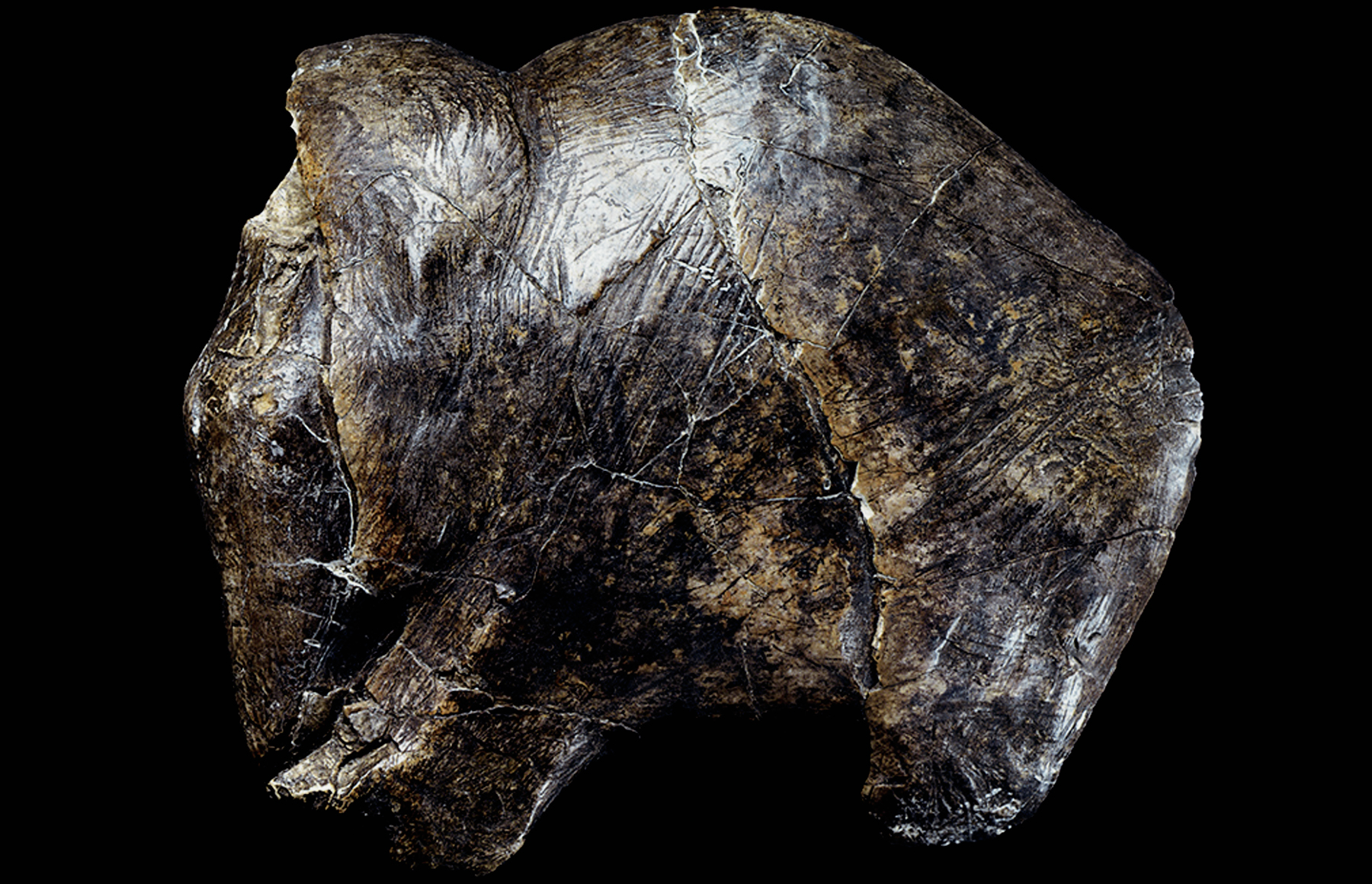Predmost Ivory Mammoth