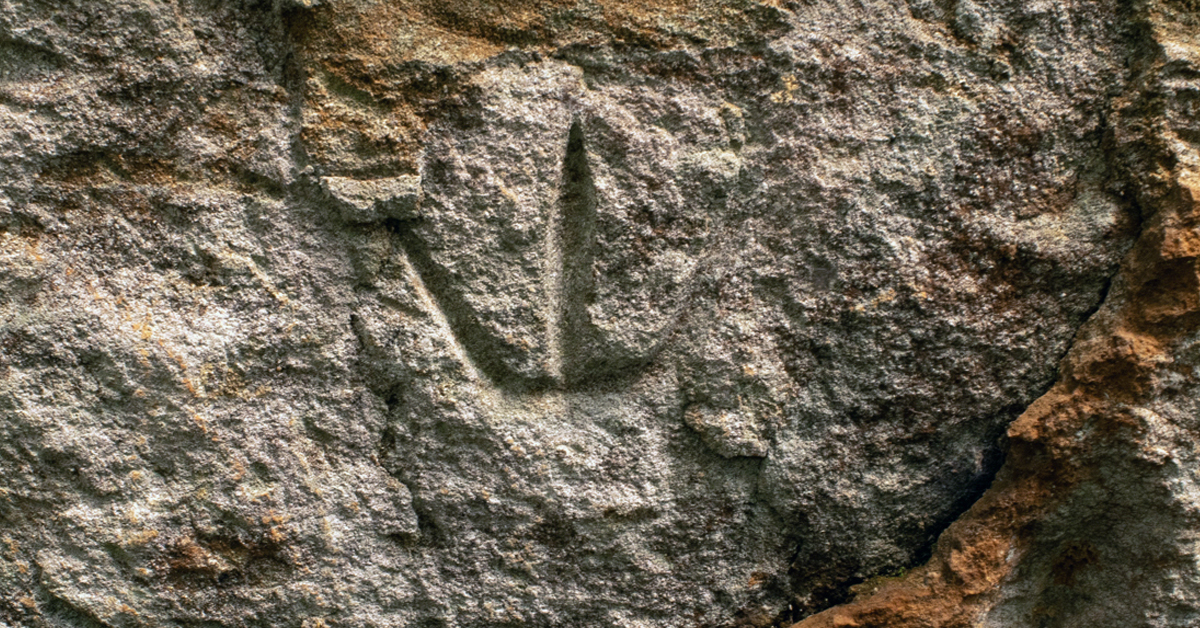 Bradshaw Foundation Facebook