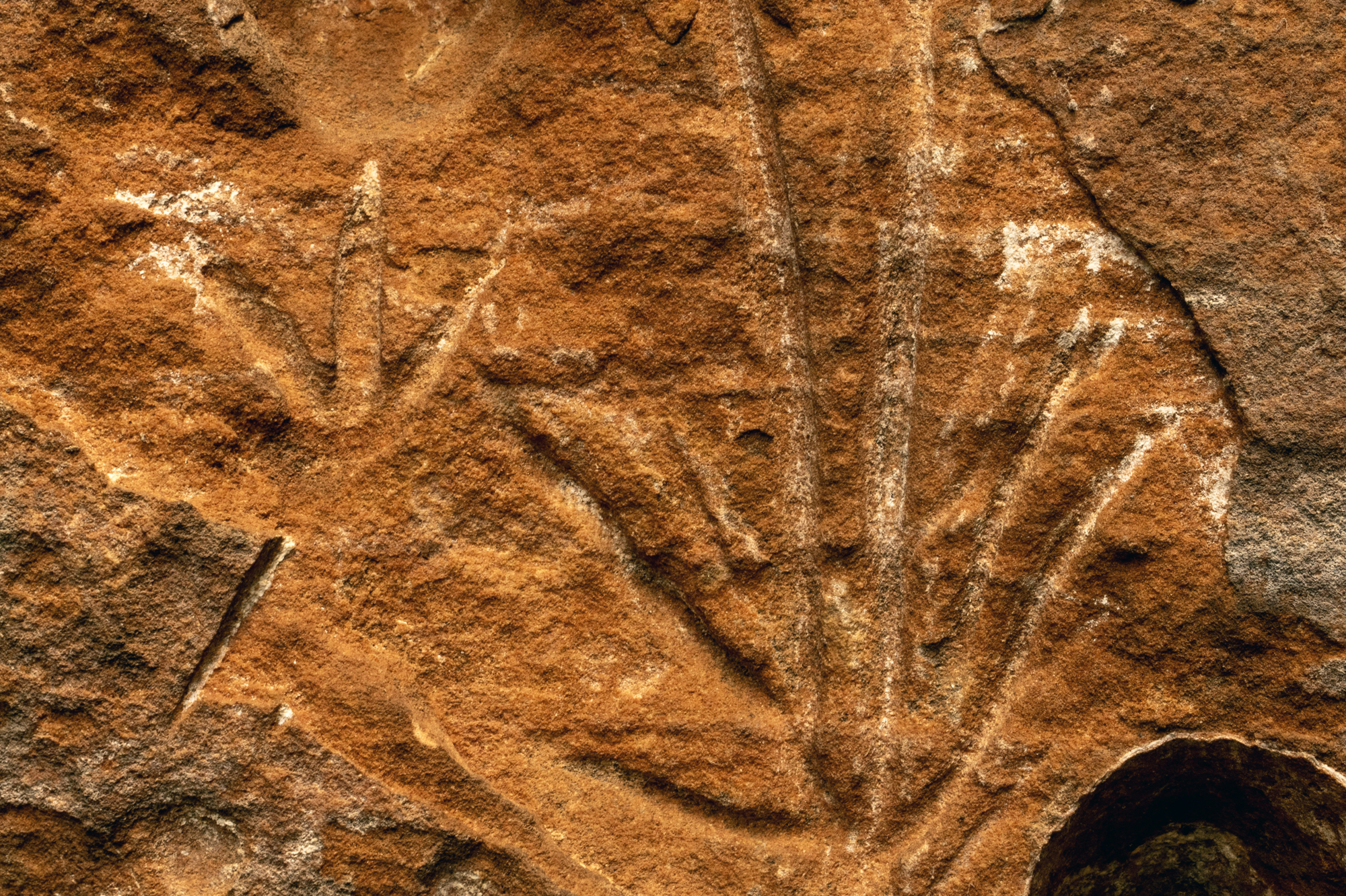 A small tridactyl motif beside a larger phytomorphic design Rock Art Petroglyph Petroglyphs Brazil South America Archaeology