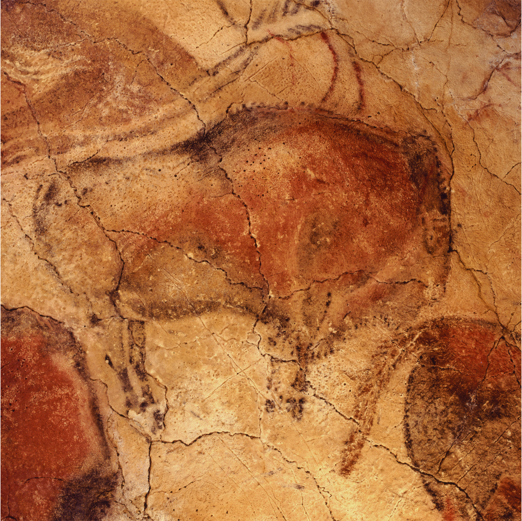 The Cave of Altamira Spain ceiling Polychrome Bison