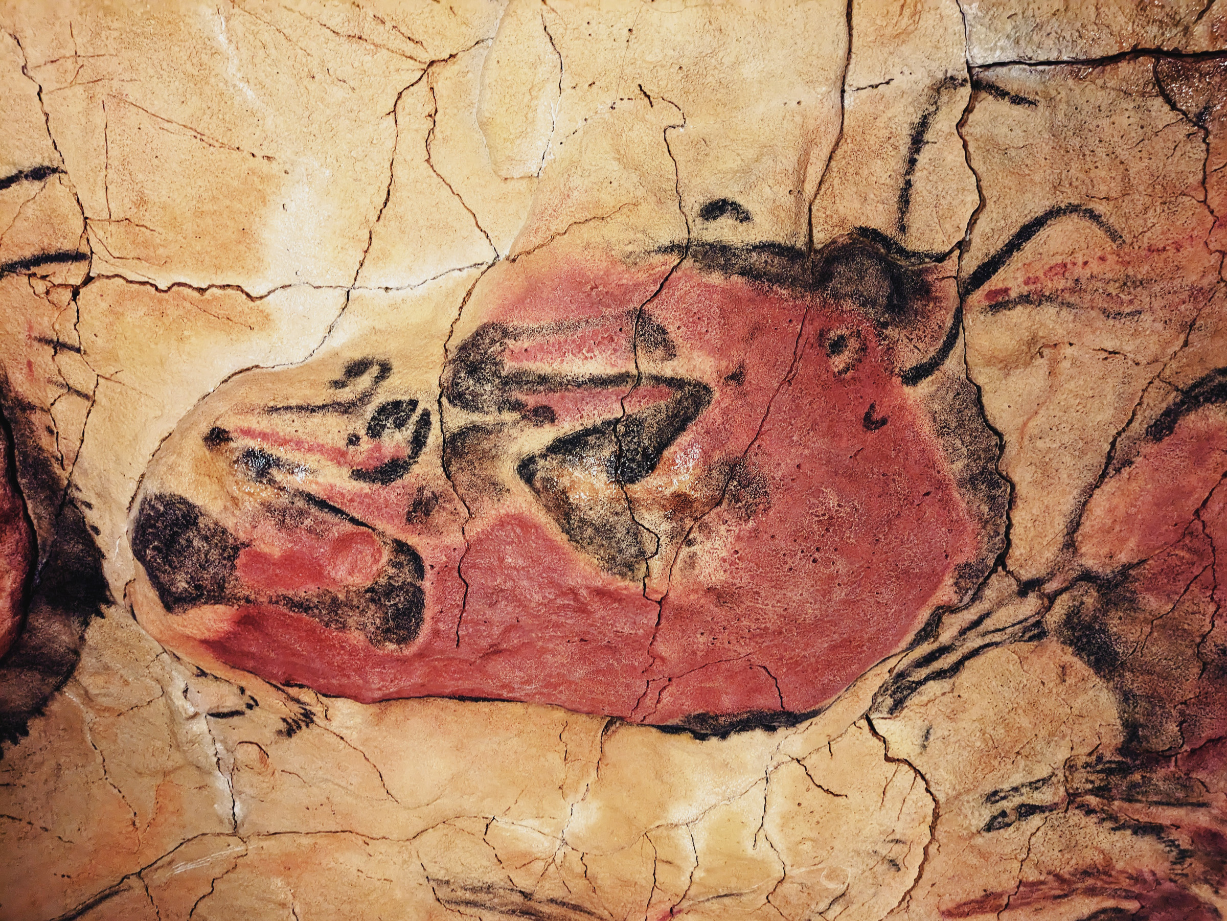 Ancient Rock Art Exploring Andalucia Painted Caves Spain Polychrome painting of a sleeping bison on the cave ceiling of Altamira