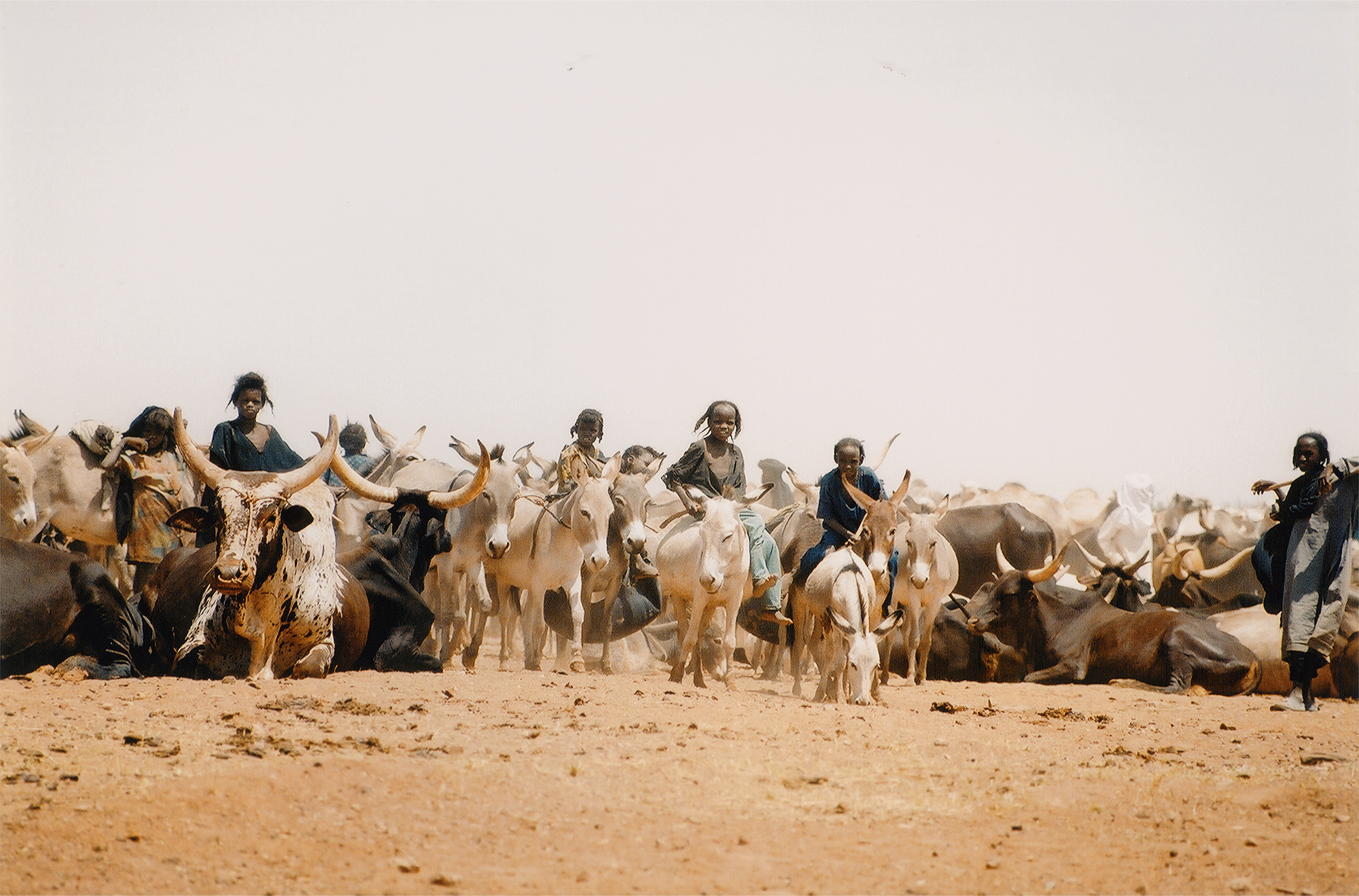 Cattle herders Tuareg Sahara Africa Bradshaw Foundation
