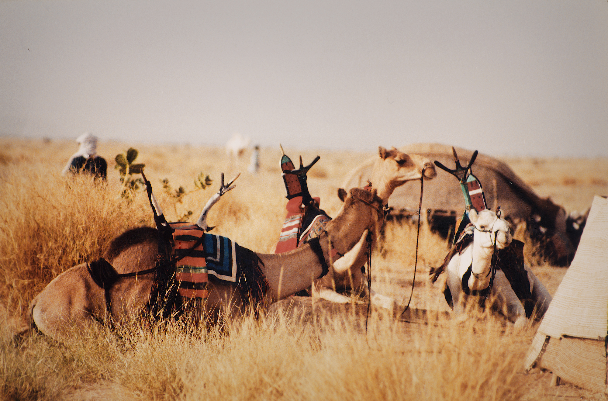 The Tuareg the Nomadic inhabitants of North Africa