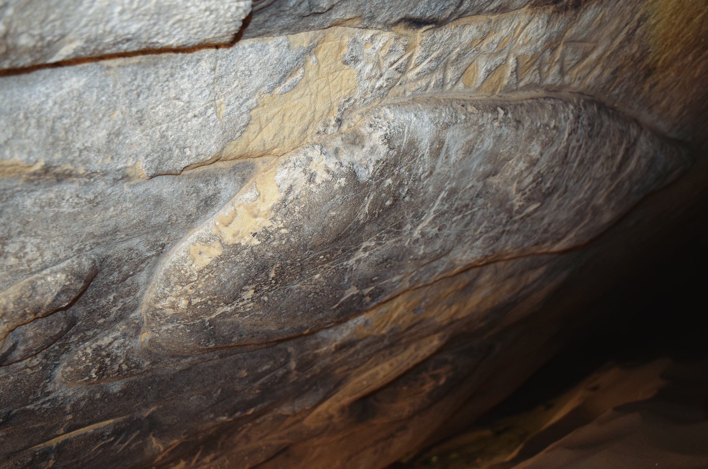 Relief image of a fish from the so-called Dolphin Cave Kamyana Mohyla: Rock Art of Ukraine